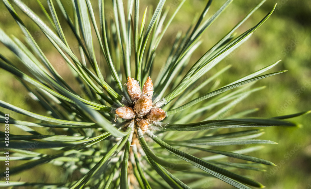 Pine buds and needles close up macro in summer 