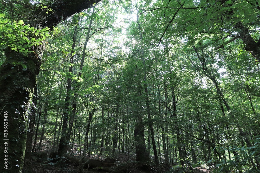 Obraz premium La forêt de Brocéliande sur la commune de Paimpont à l'entrée du Val sans Retour - Département du Morbihan - Bretagne - France 