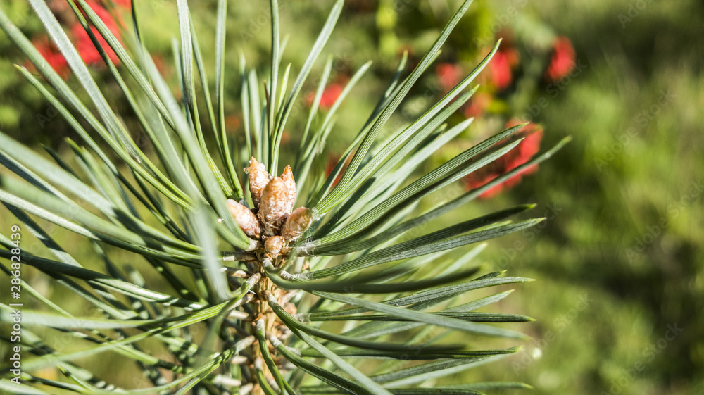 Pine buds and needles close up macro in summer Pine buds and needles close up macro in summer