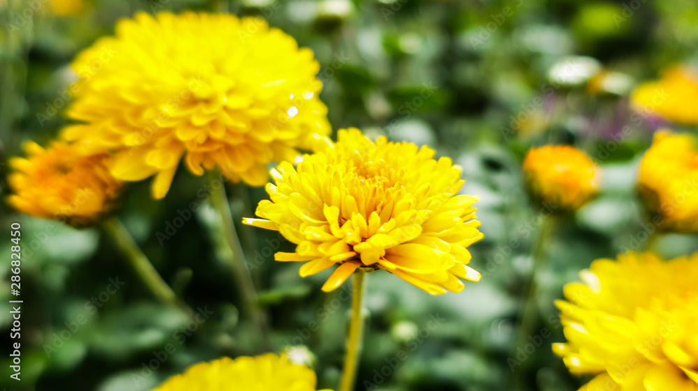 Dandelion blowball taraxacum yellow flower close up macro Dandelion blowball taraxacum yellow flower close up macro