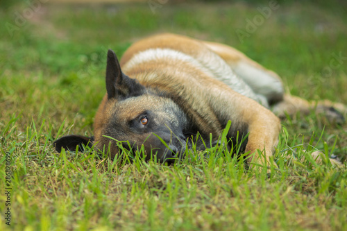 Dog Rests on Green Grass
