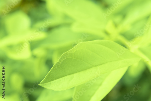 Close up green leaves of view texture green nature blurred background in park, garden or forest. Use to write or copy in empty space on green nature background.