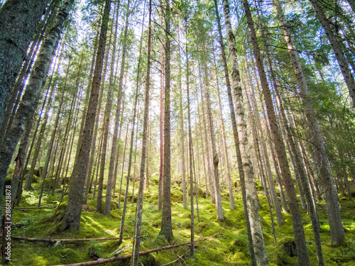 Forest in Norra Kvill National Park