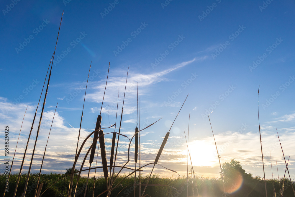Fototapeta premium Beautiful sunset or the sunset glow in blue sky background with Bulrush or Cattail (Typha Angustifolia) in the natural lake in countryside of Thailand