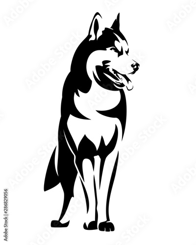 beautiful siberian husky black and white vector outline - standing dog portrait