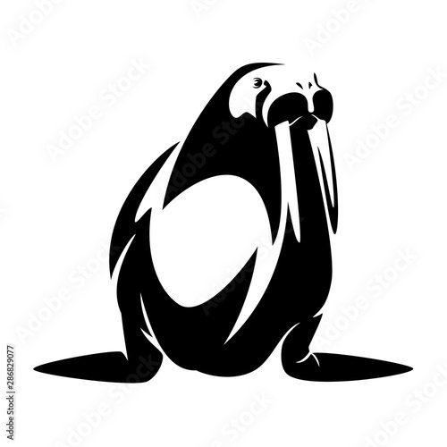 walrus with long tusks black and white vector outline - wild sea cow mammal portrait