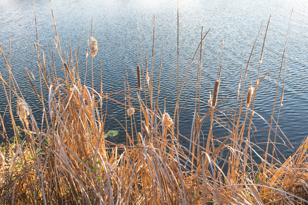 Obraz premium Dry narrow leaves and dry flowers of Cat-tail, Elephant grass, Lesser reedmace, Narrow-leaved Cat-tail (Typha Angustifolia) around the pond