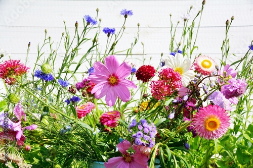 Wunderschöne Sommer Blumen ...