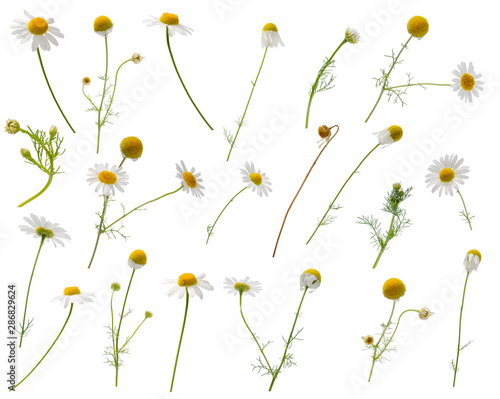 Many leaves, flowers, stems and buds of camomile at various angles on white background photo