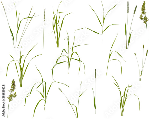 Stalks  leaves and inflorescences of various meadow grass at various angles on white background