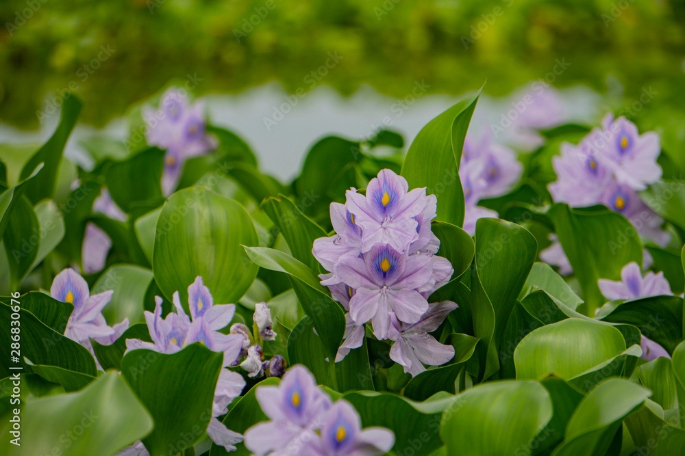 Obraz premium ぼかした水面を背景にしたホテイアオイの花