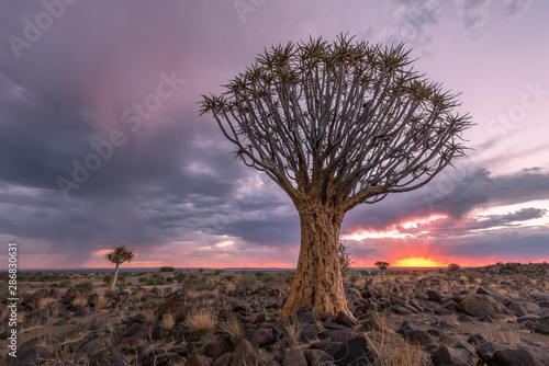 The Quiver Tree Forest in Namibia with moody storm clouds at sunset. photo
