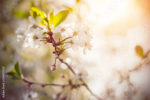 A branch of cherry blossoming white flowers with young green leaves, illuminated by warm sunlight on a spring day.