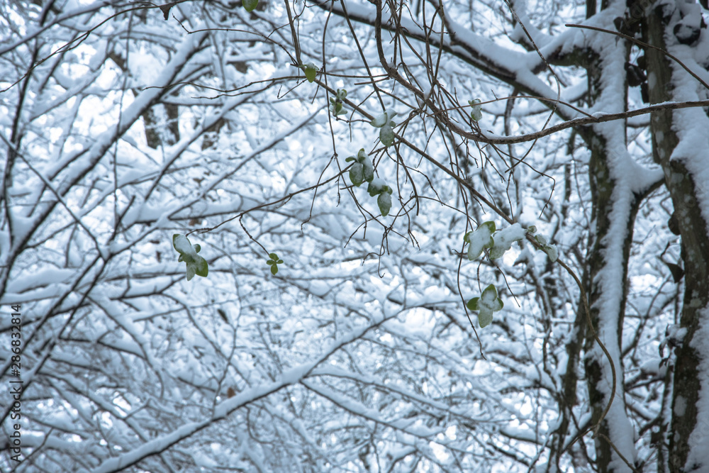 Obraz premium winter landscape with trees, France