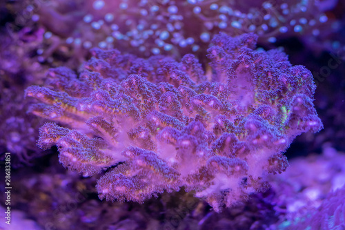 Beautiful sea flower in underwater world with corals  and fish. Nature background.