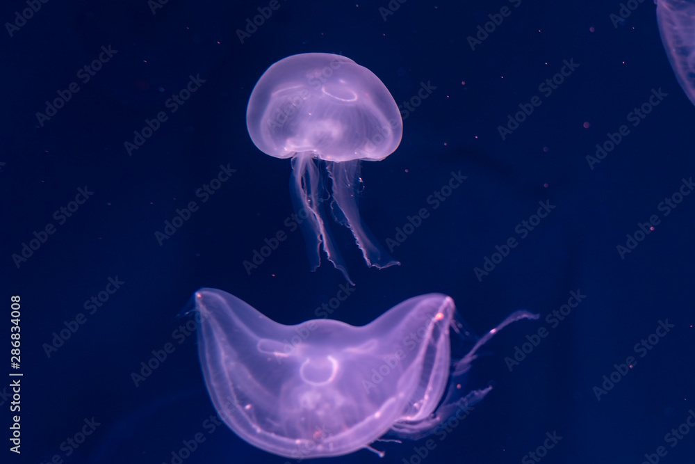 Fototapeta premium Close-up Jellyfish, Medusa in fish tank with neon light. Jellyfish is free-swimming marine coelenterate with a jellylike bell- or saucer-shaped body that is typically transparent.
