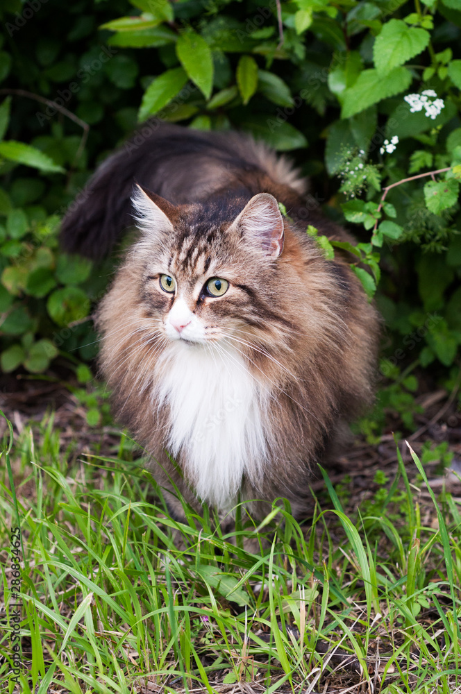 beautiful tabby norwegian forest cat standing outdoor
