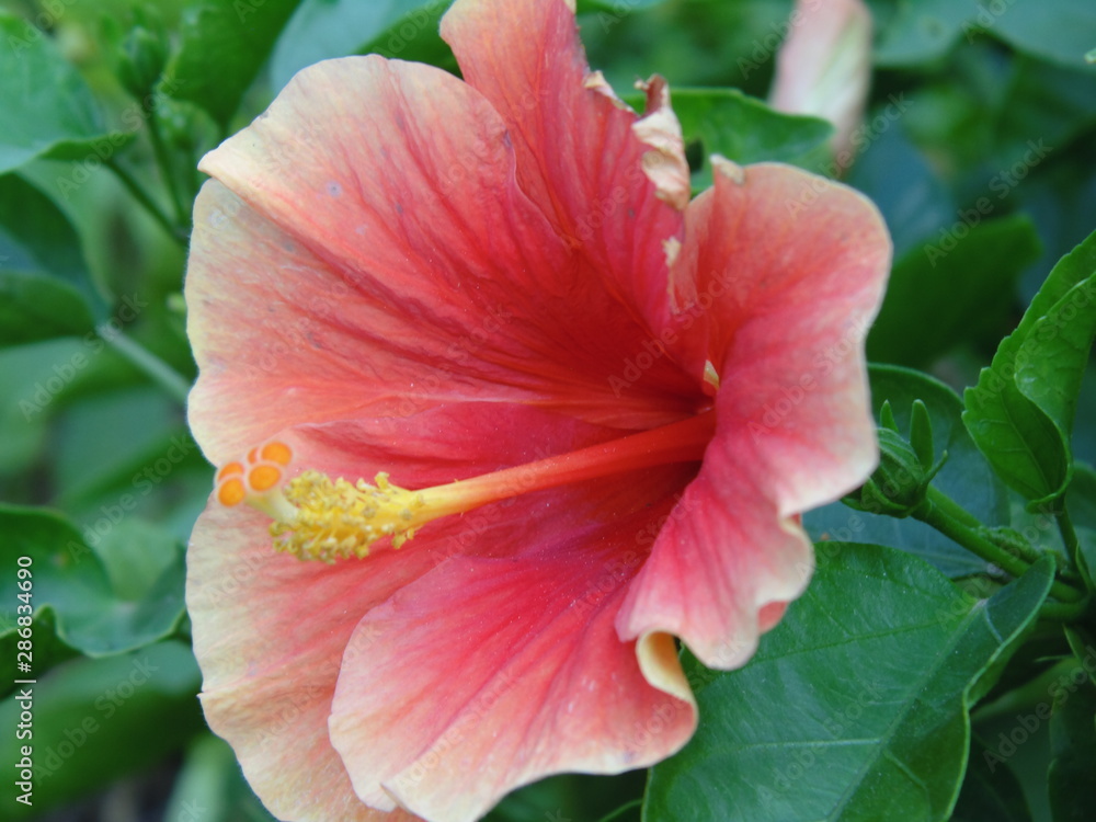 Orange Hibiscus Flower and Bud Orange Hibiscus Flower and Bud