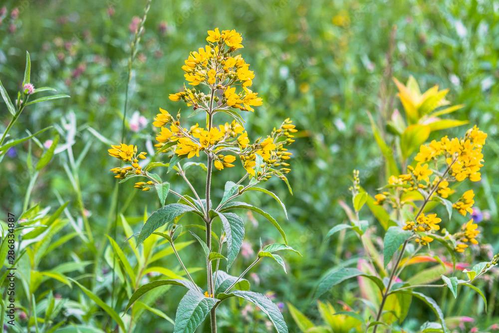 blooming wild meadow flowers on a warm summer evening blooming wild meadow flowers on a warm summer evening