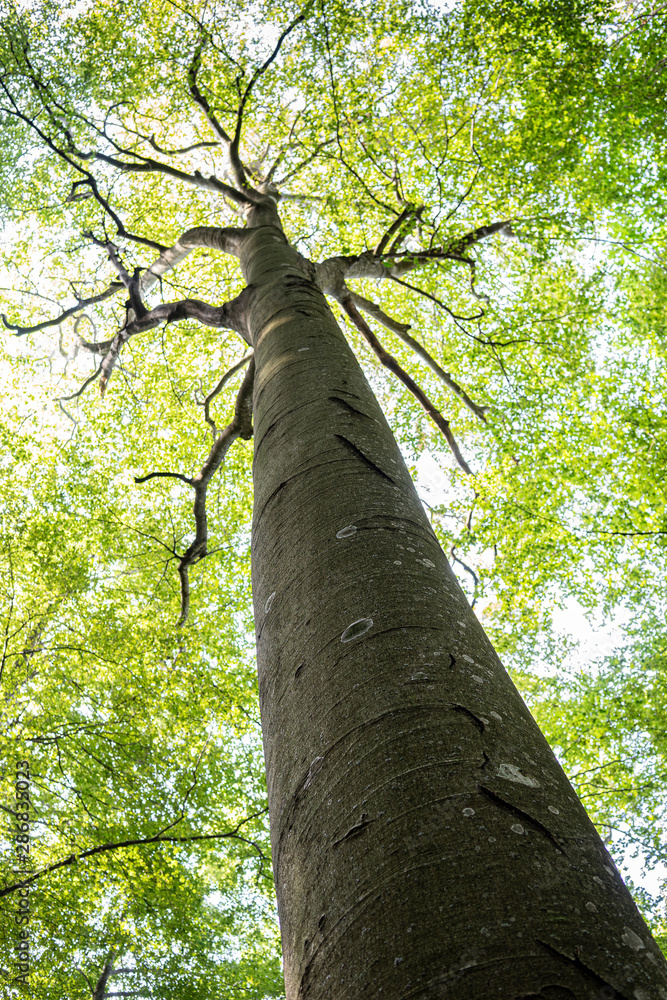 Fototapeta premium Beech in the italian forest