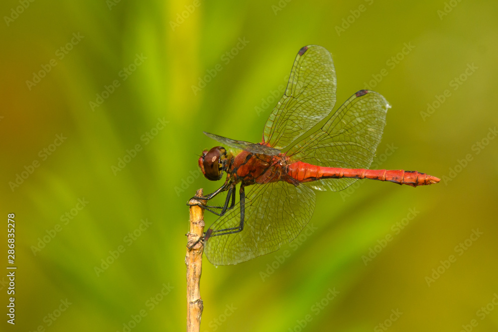 Ruddy Darter Dragonfly Sympetrum sanguineum-male sitting on dry stalk Ruddy Darter Dragonfly Sympetrum sanguineum-male sitting on dry stalk