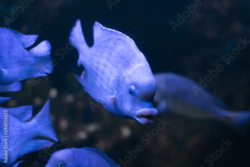 Bild auf Leinwand Cute Dolphin cichlid Cyrtocara moorii