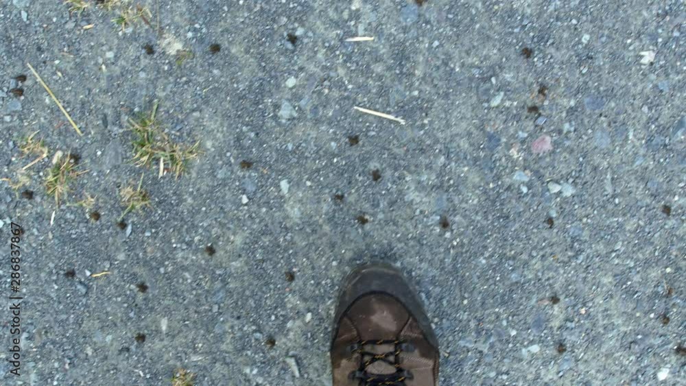 Man’s feet stepping among little toads (Bufo bufo) Man’s feet stepping among little toads (Bufo bufo)