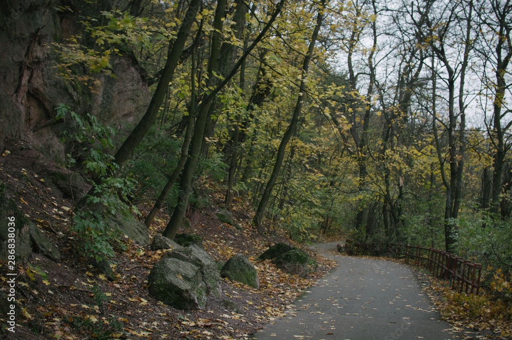 Obraz premium Walking in colourful leaves on The Red Hill in Brno, watching crows on the trees