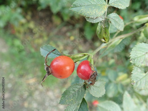 red hip rose fruin on a green branch