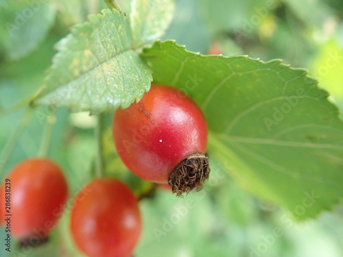red hip rose fruin on a green branch