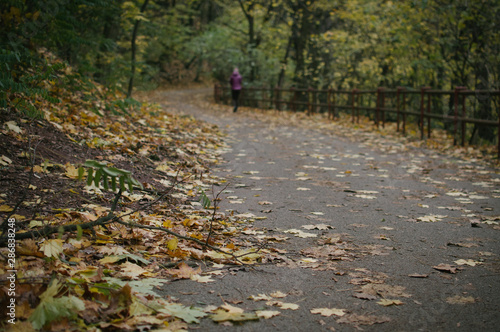 Walking in colourful leaves on The Red Hill in Brno, watching crows on the trees