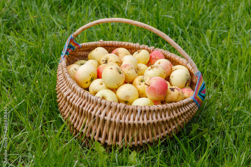 Basket of yellow apples in the garden Basket of yellow apples in the garden