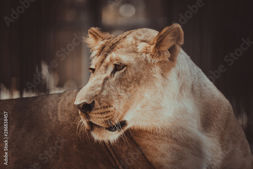 Photography portrait of wild adult lioness