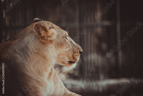Photography portrait of wild adult lioness