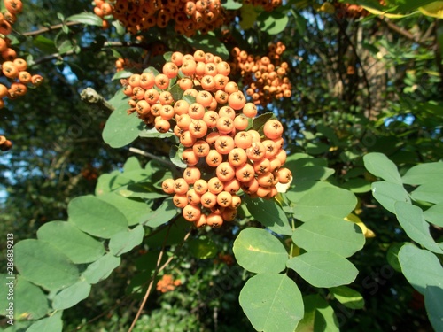 orange rowan berry fruin on a tree branch