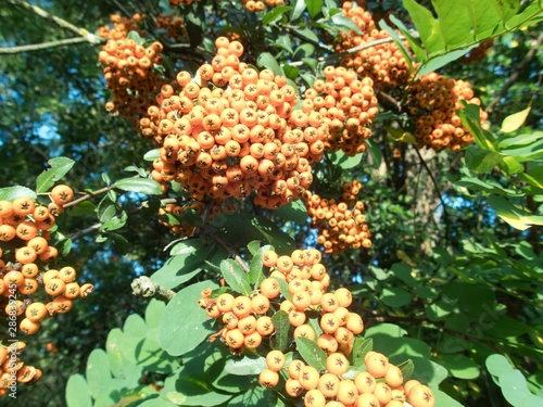 orange rowan berry fruin on a tree branch