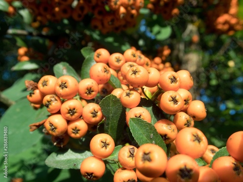 orange rowan berry fruin on a tree branch