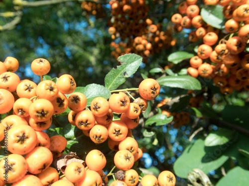 orange rowan berry fruin on a tree branch