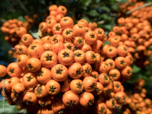 orange rowan berry fruin on a tree branch