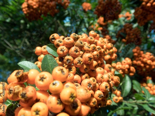 orange rowan berry fruin on a tree branch
