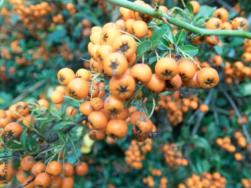 orange rowan berry fruin on a tree branch