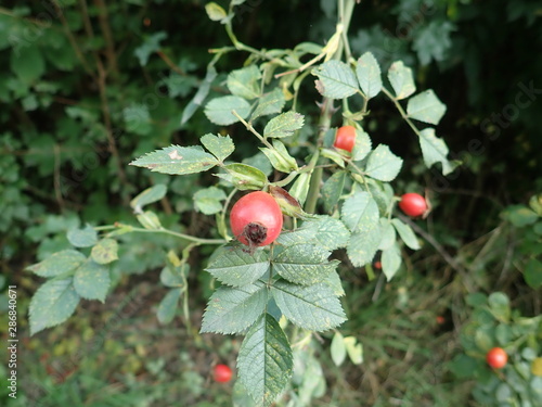 red hip rose fruin on a green branch