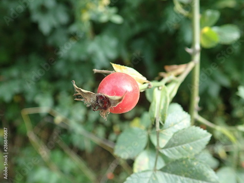red hip rose fruin on a green branch