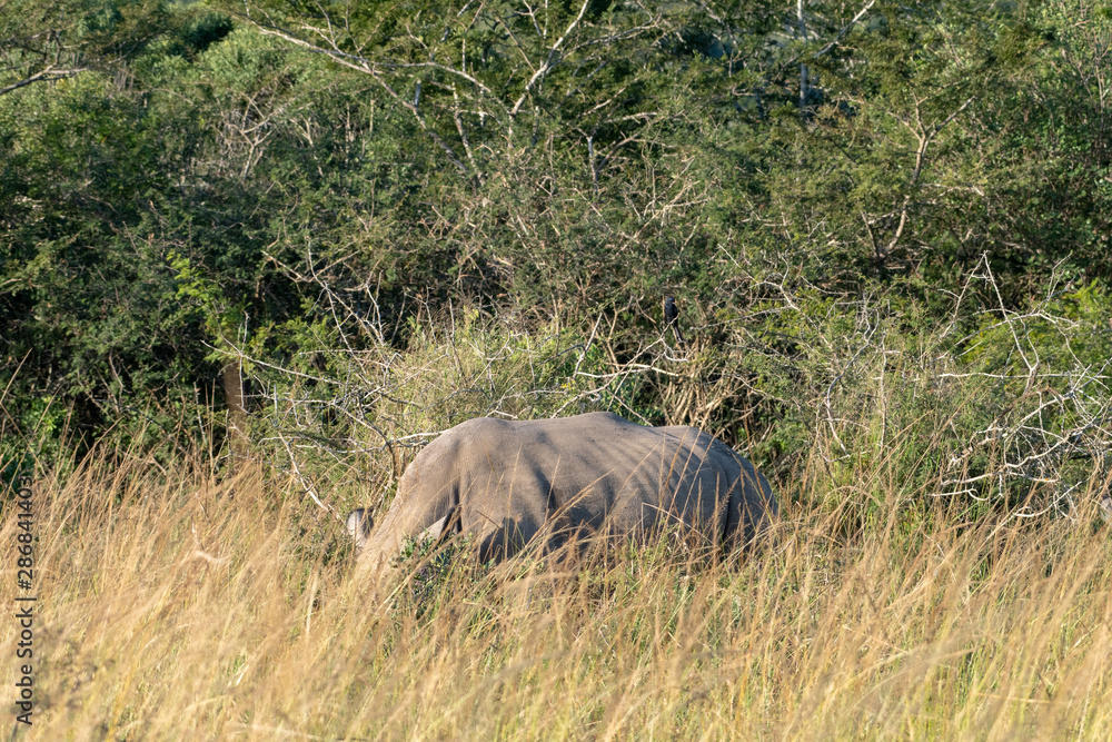 Fototapeta premium White rhinoceros hidden in long grass in South Africa.