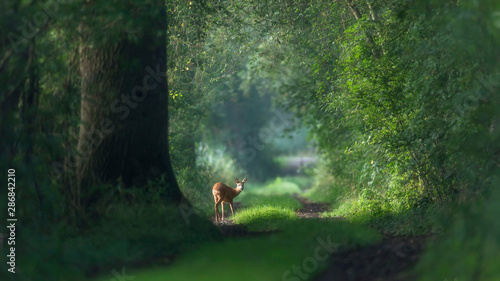 Alert roe deer on a summer forest trail.