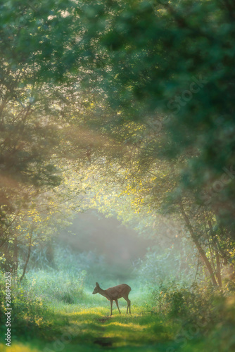 Roe deer doe on misty forest trail at dawn. © ysbrandcosijn