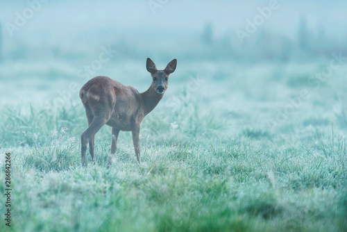 Roe deer in pasture with dew at dawn.