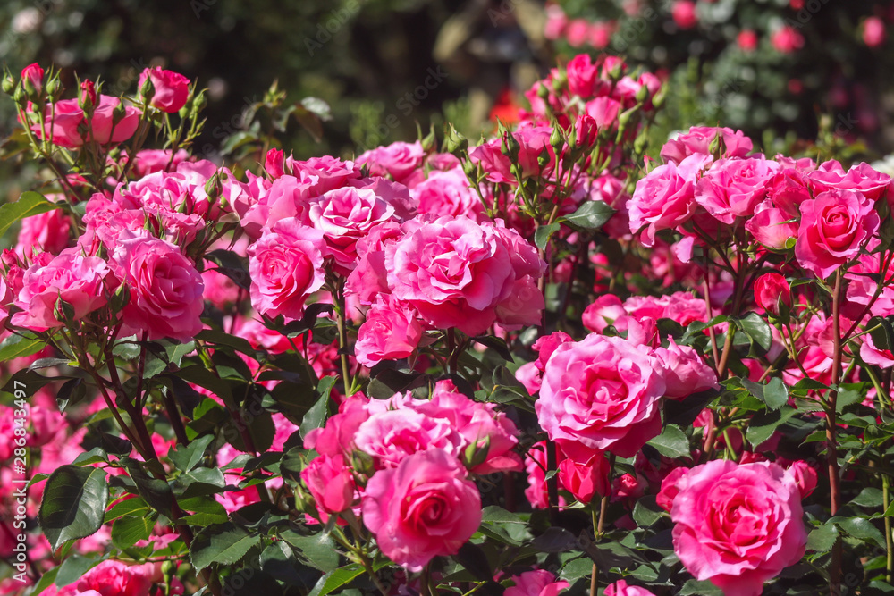 blooming pink rose garden on sunny day background. blooming pink rose garden on sunny day background.