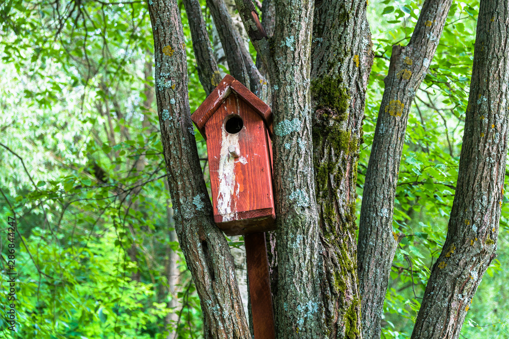 brown birdhouse on an old moss-covered willow tree in a summer city Park brown birdhouse on an old moss-covered willow tree in a summer city Park