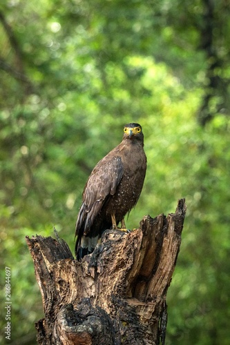 Portrait of crested Serpent Eagle perched in tree in Wilpattu National Park in Sri Lanka, close up photo, exotic birding in Asia, beautiful bird of prey with yellow eyes